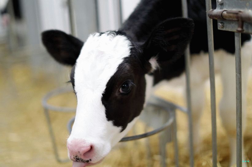 Un vitello Holstein, che non è stato modificato dal gene.