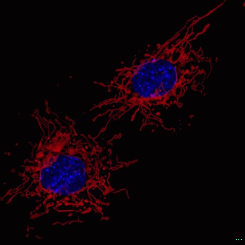 Mitocondri (rosso) e nucleo cellulare (blu) di due cellule del tessuto connettivo preparate dall'embrione di topo.