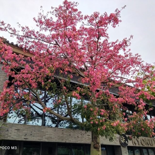 POCO Fotocamera principale M3 (5) 